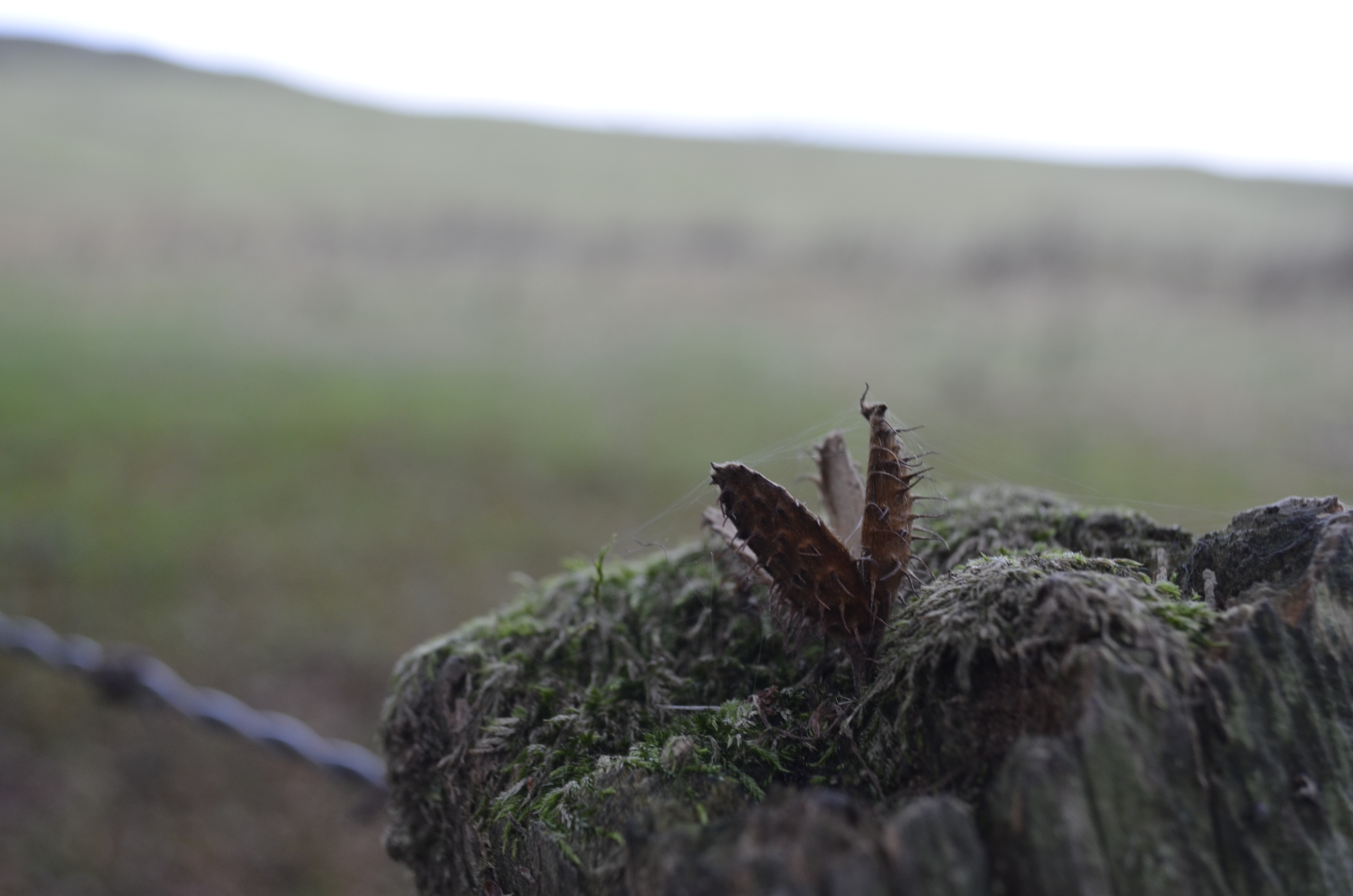 Something in the glens...